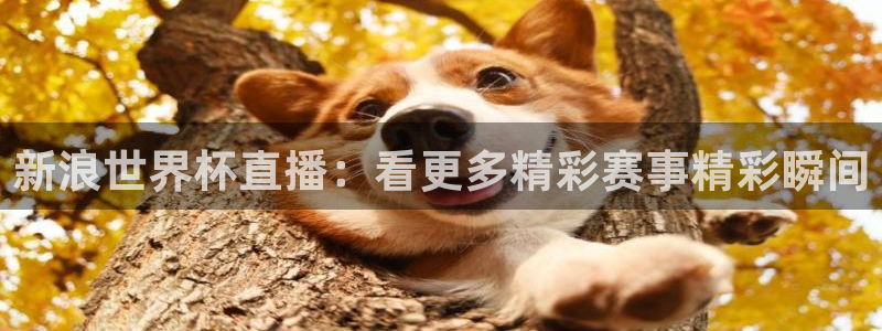 世界杯直播时间：新浪世界杯直播：看更多精彩赛事精彩瞬间